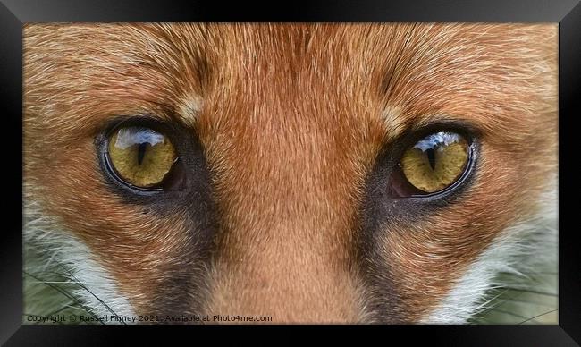Red Fox (Vulpes Vulpes) close up  Framed Print by Russell Finney