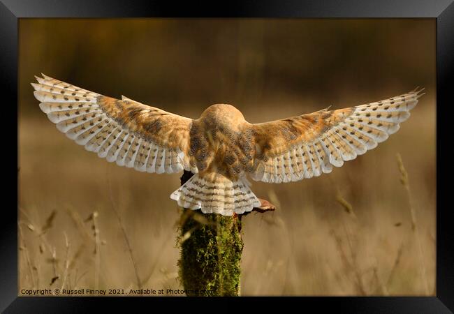Barn Owl in flight close up  Framed Print by Russell Finney
