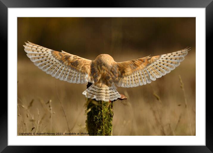 Barn Owl in flight close up  Framed Mounted Print by Russell Finney