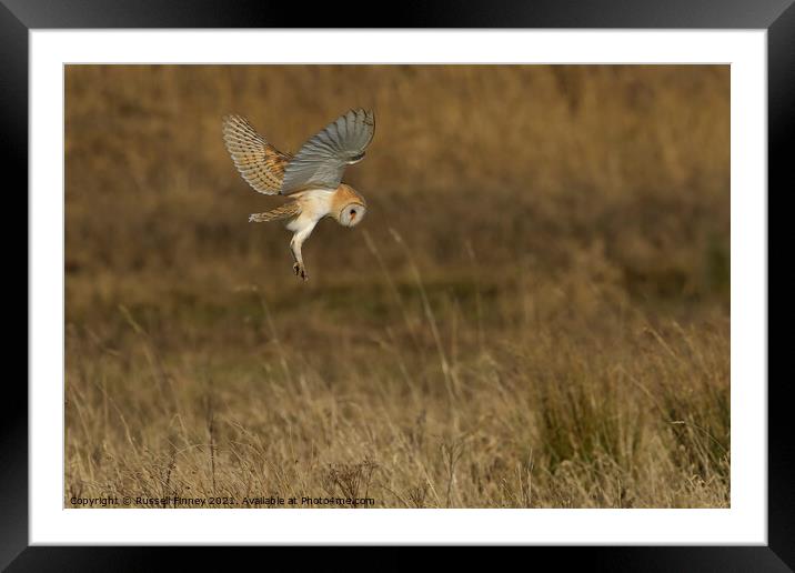 Barn Owl hovering over prey in field  Framed Mounted Print by Russell Finney