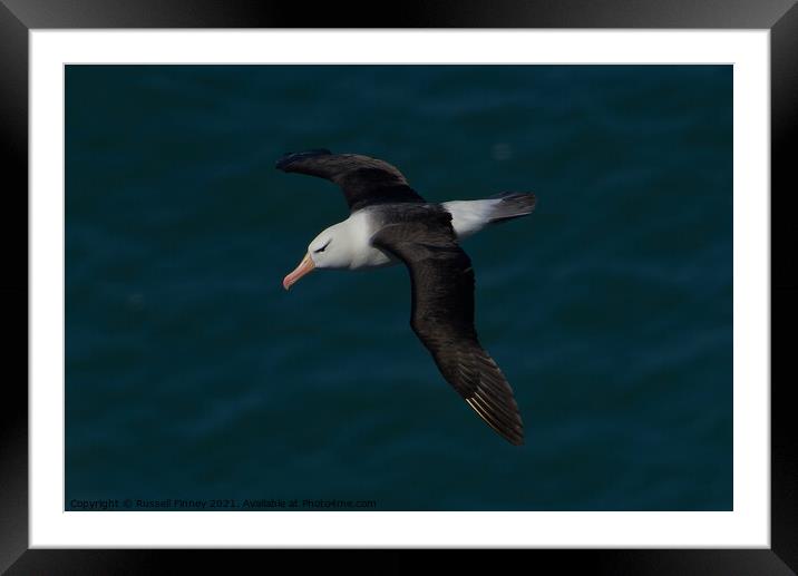 Black-browed Albatross RSPB Bempton Cliffs Framed Mounted Print by Russell Finney