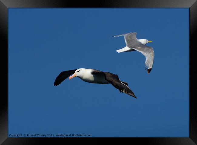 Black browed Albatross RSPB Bempton Cliffs East Yorkshire England Framed Print by Russell Finney