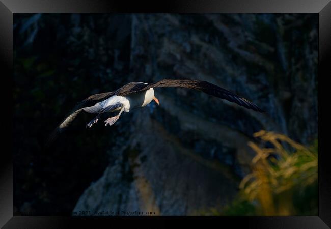 Black browed Albatross RSPB Bempton Cliffs East Yorkshire England Framed Print by Russell Finney