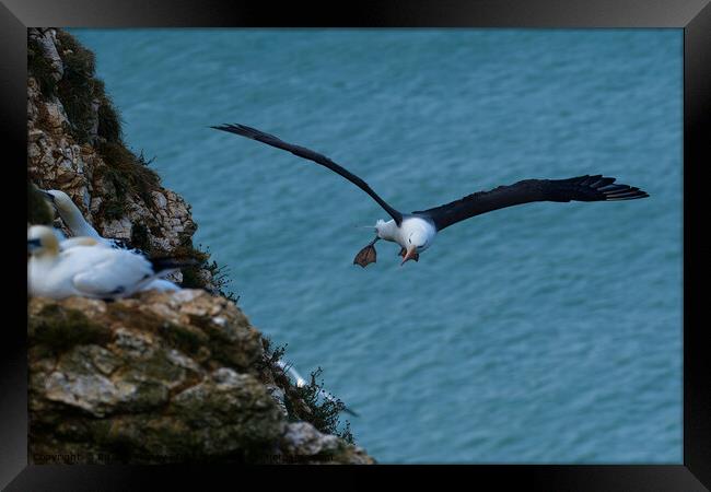 Black browed Albatross RSPB Bempton Cliffs East Yorkshire England Framed Print by Russell Finney