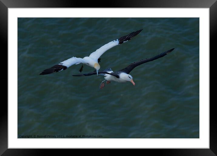 Black browed Albatross RSPB Bempton Cliffs East Yorkshire England Framed Mounted Print by Russell Finney