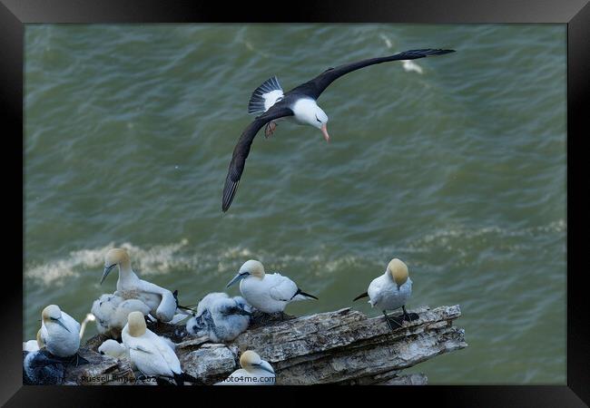 Black browed Albatross RSPB Bempton Cliffs East Yorkshire England Framed Print by Russell Finney