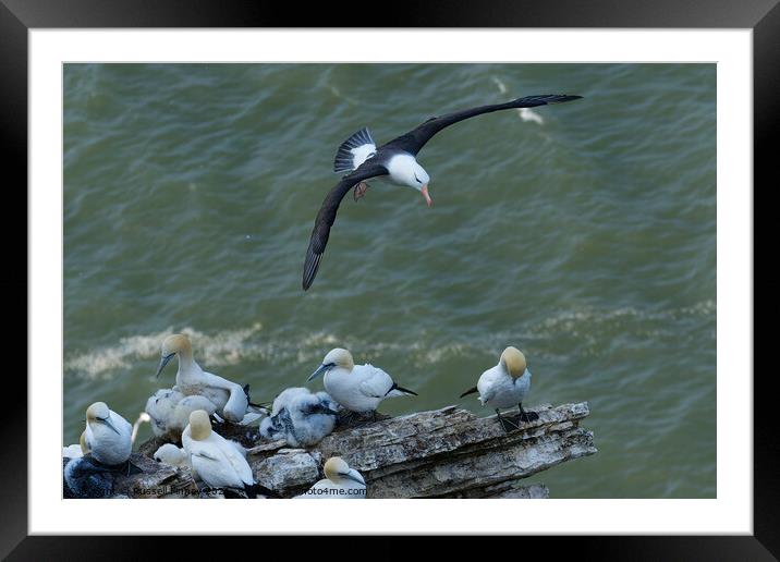 Black browed Albatross RSPB Bempton Cliffs East Yorkshire England Framed Mounted Print by Russell Finney