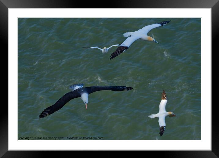 Black browed Albatross RSPB Bempton Cliffs East Yorkshire England Framed Mounted Print by Russell Finney