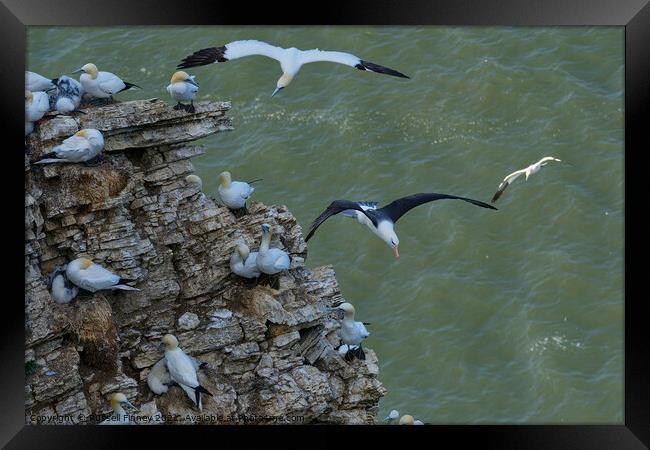 Black browed Albatross RSPB Bempton Cliffs East Yorkshire England Framed Print by Russell Finney