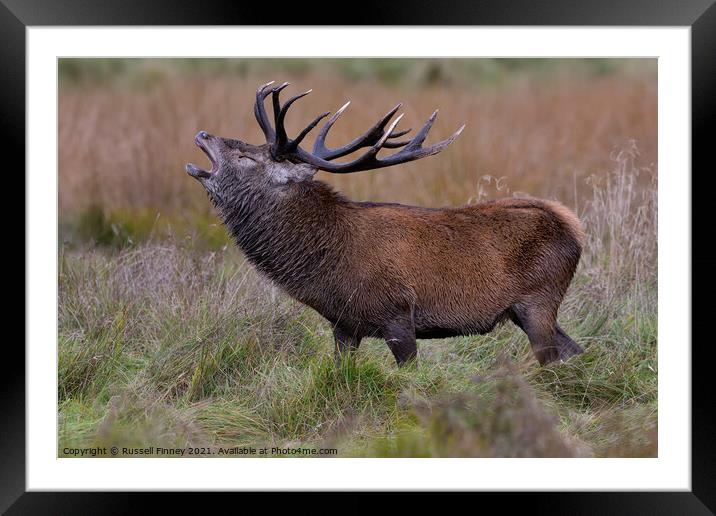 Red Deer Stags in rutting season Framed Mounted Print by Russell Finney