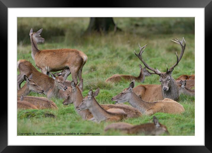 Red Deer Stags and Hinds Framed Mounted Print by Russell Finney