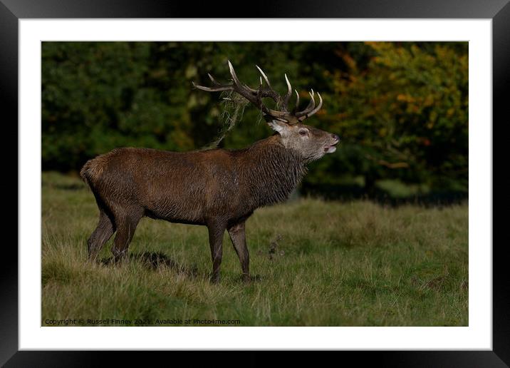 Red Deer Stags in rutting season Framed Mounted Print by Russell Finney