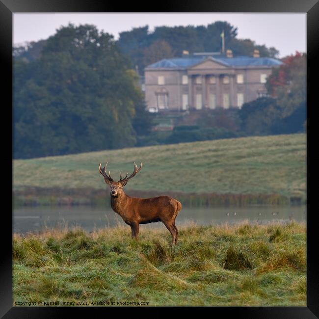 Red Deer Stags at Tatton Park England Framed Print by Russell Finney