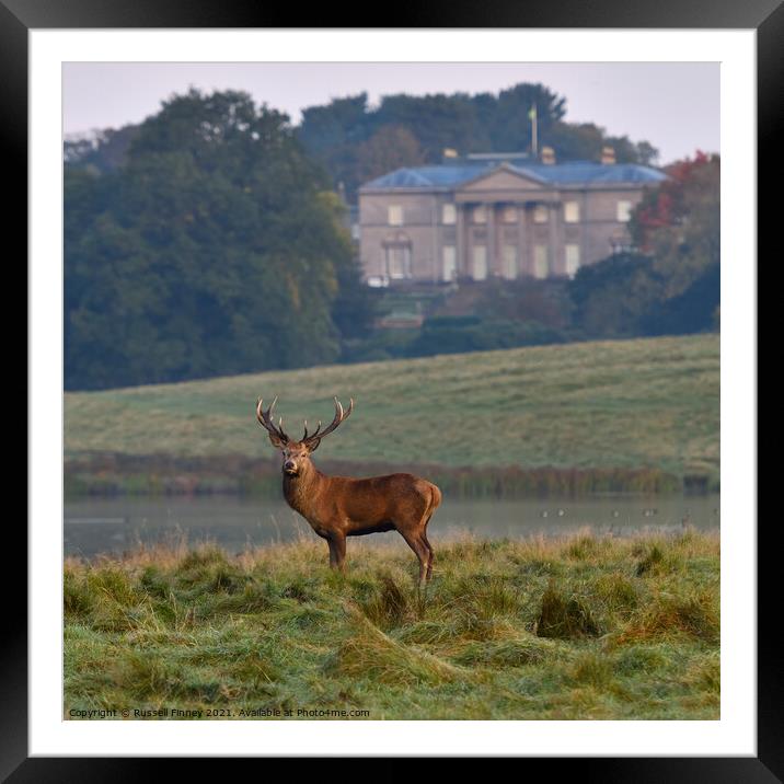 Red Deer Stags at Tatton Park England Framed Mounted Print by Russell Finney