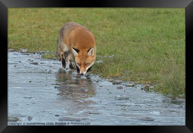 Red Fox Vulpes Vulpes walking around frozen pond Framed Print by Russell Finney