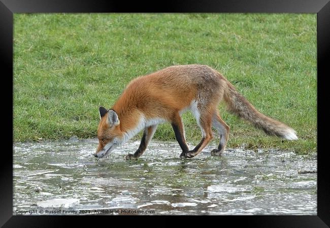 Red Fox (Vulpes Vulpes) playing on ice Framed Print by Russell Finney