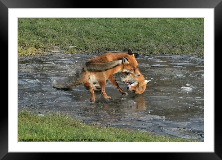 Red Fox Vulpes Vulpes fighting on ice Framed Mounted Print by Russell Finney