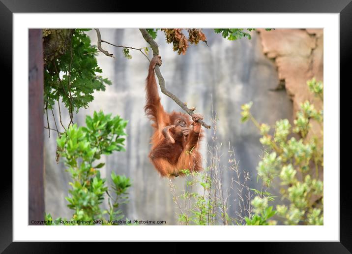 Orangutan on a branch Framed Mounted Print by Russell Finney