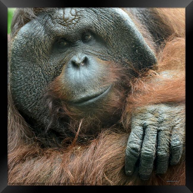 Orangutan Close up Framed Print by Russell Finney