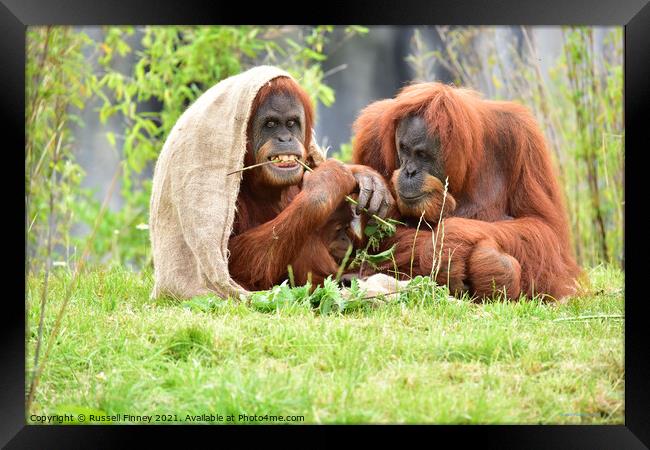 Orangutan family close up Framed Print by Russell Finney