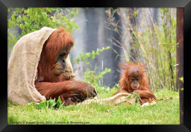 Orangutan mother and baby close up Framed Print by Russell Finney