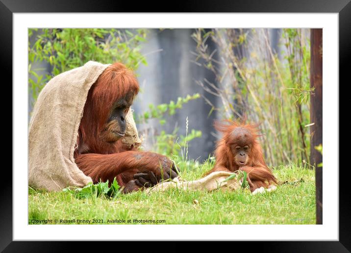 Orangutan mother and baby close up Framed Mounted Print by Russell Finney