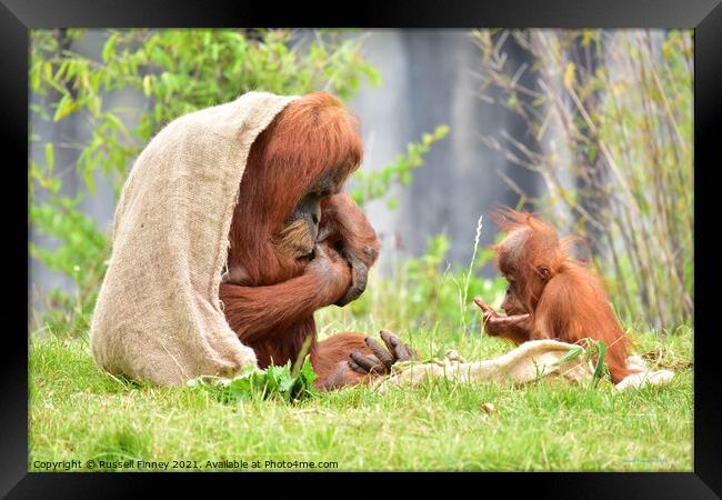 Orangutan and baby close up Framed Print by Russell Finney
