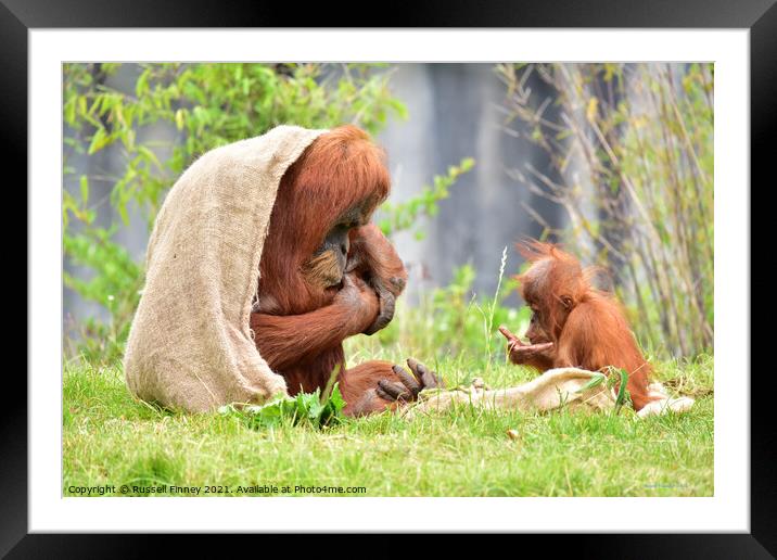 Orangutan and baby close up Framed Mounted Print by Russell Finney
