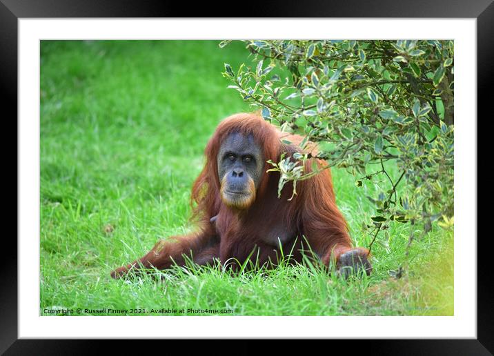 Orangutan Close up Framed Mounted Print by Russell Finney