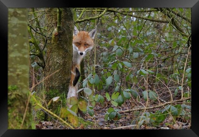 Red Fox (Vulpes Vulpes) in woodland  Framed Print by Russell Finney