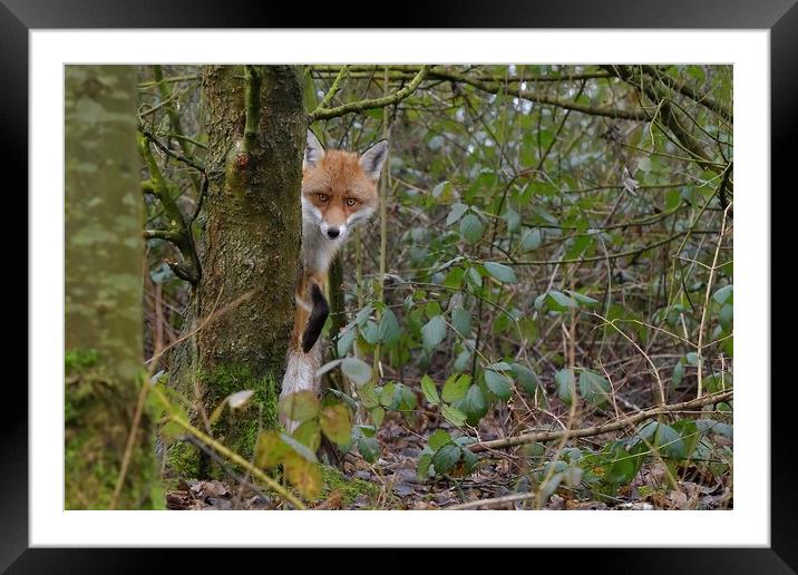 Red Fox (Vulpes Vulpes) in woodland  Framed Mounted Print by Russell Finney