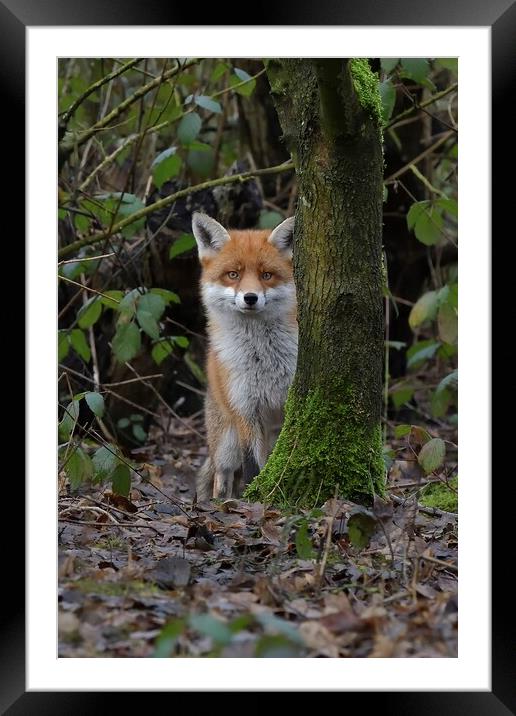 Red Fox (Vulpes Vulpes) in woodland close up Framed Mounted Print by Russell Finney