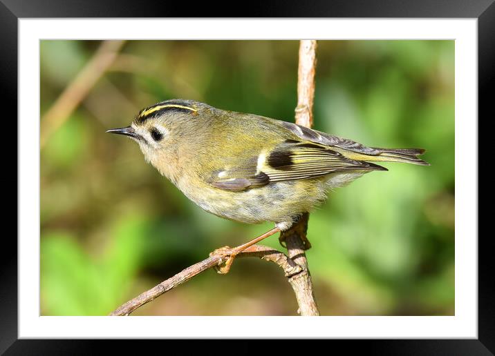 British garden and woodland birds Framed Mounted Print by Russell Finney