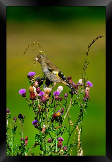 British garden and woodland birds Framed Print by Russell Finney