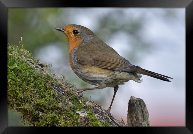 British garden and woodland birds Framed Print by Russell Finney