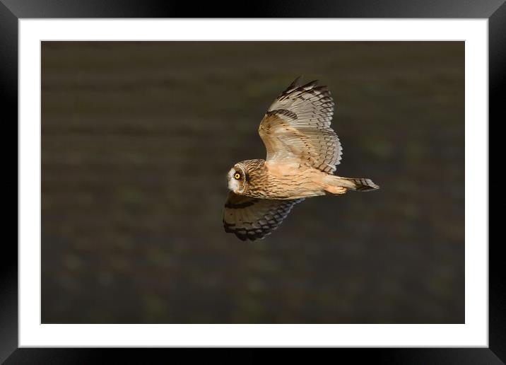 Short Eared Owl in flight Framed Mounted Print by Russell Finney