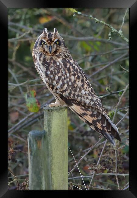Short Eared Owl resting on a fence post Framed Print by Russell Finney
