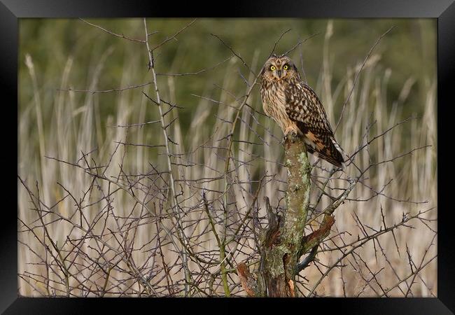 Short Eared Owl, perched on a branch Framed Print by Russell Finney
