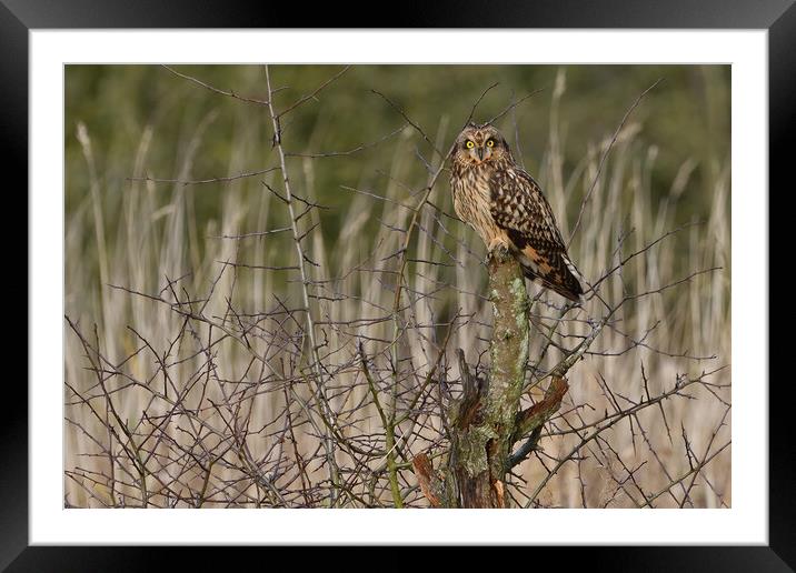 Short Eared Owl, perched on a branch Framed Mounted Print by Russell Finney