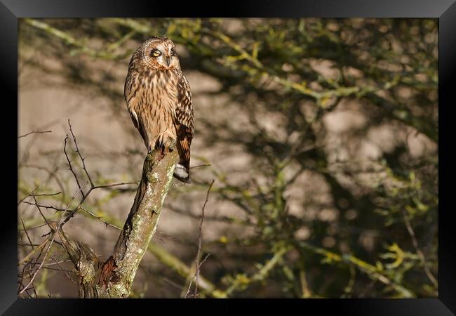 Short Eared Owl, perched on a branch dozing in the sun Framed Print by Russell Finney