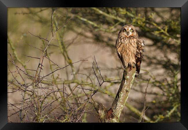 Short Eared Owl, perched on a branch Framed Print by Russell Finney
