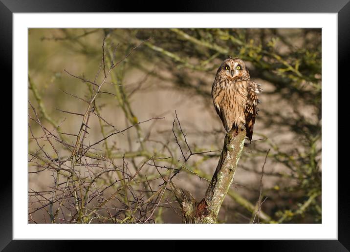 Short Eared Owl, perched on a branch Framed Mounted Print by Russell Finney