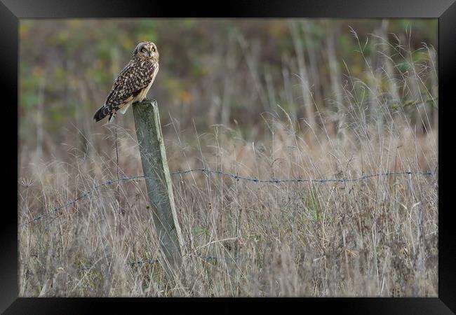 Short Eared Owl, perched on a fence post Framed Print by Russell Finney