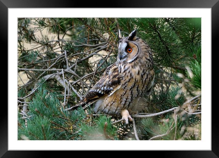 Long Eared Owl, perched on in conifer tree Framed Mounted Print by Russell Finney