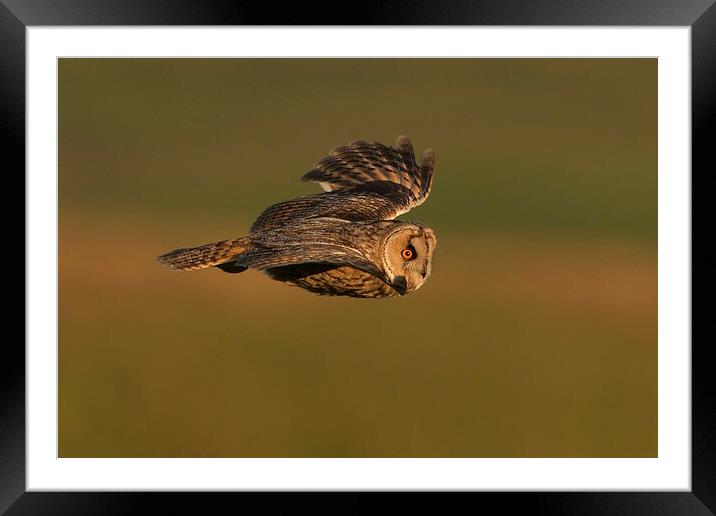 Long Eared Owl flying Framed Mounted Print by Russell Finney