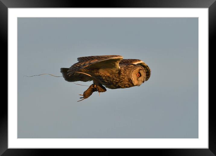 Long Eared Owl, flying with its prey-field vole Framed Mounted Print by Russell Finney
