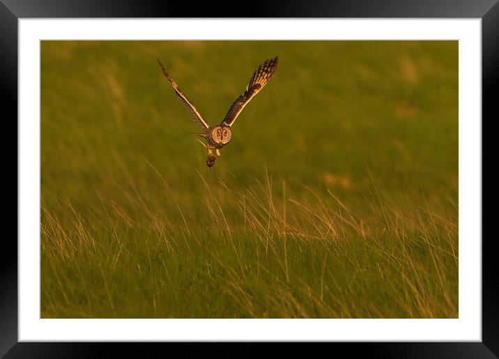 Long Eared Owl, flying with it prey across a field Framed Mounted Print by Russell Finney