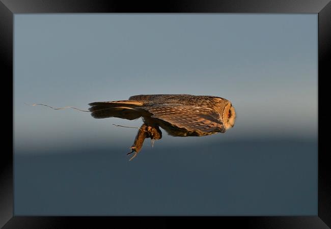 Long Eared Owl, flying with its prey-field vole Framed Print by Russell Finney