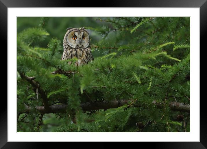 Long Eared Owl, perched on in conifer tree Framed Mounted Print by Russell Finney