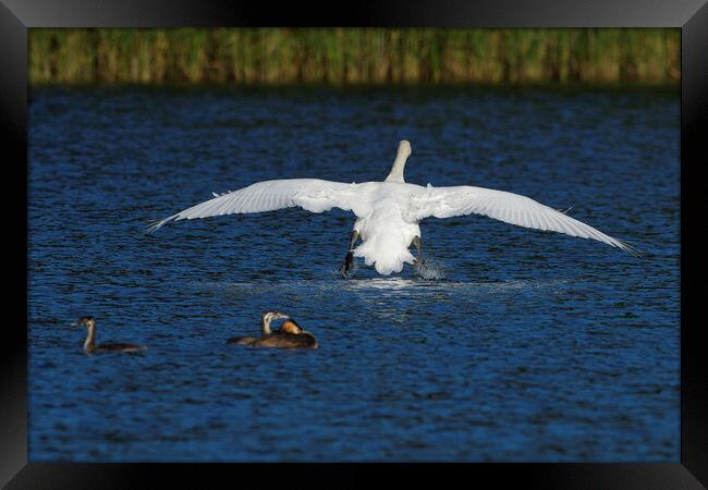 Mute Swan landing on water Framed Print by Russell Finney
